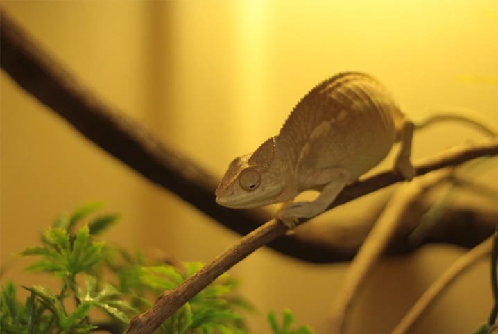 Terrário para répteis: saiba como montar e cuidar das casas desses bichinhos!