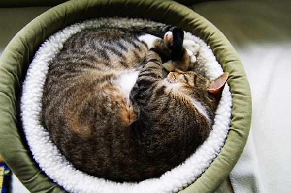 Tipos de cama para gato