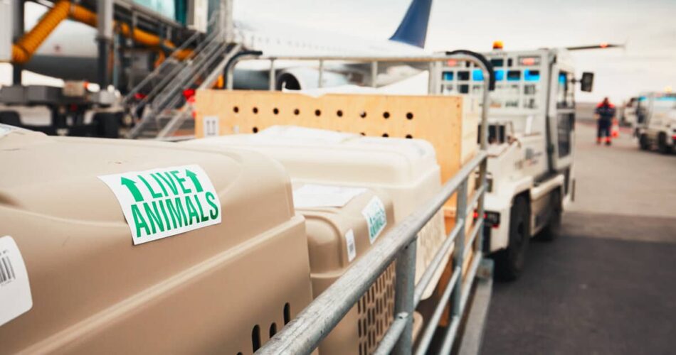 Transporte aéreo de animais: conheça todas as informações necessárias