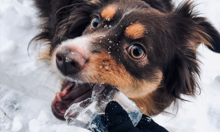 Afinal, pode dar gelo para cachorro?