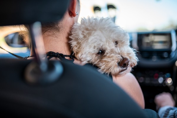 Cachorro que sempre vomita no carro