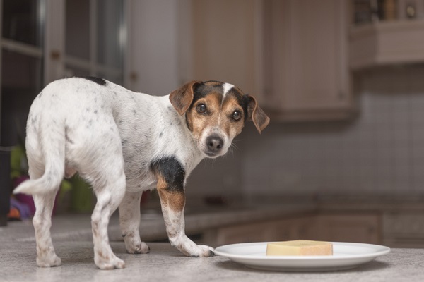 Cachorro sem comer: veja o que fazer!