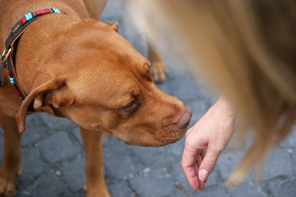 Cães farejadores podem detectar COVID-19 com quase 95% de precisão