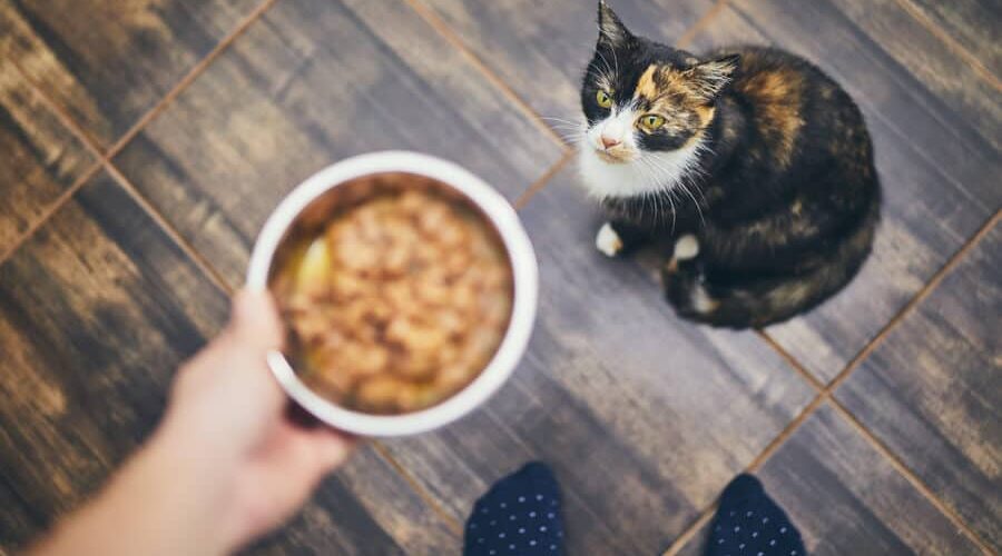 Com que idade o gato pode comer ração? Descubra!