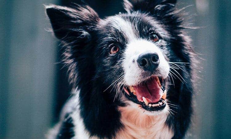 Como lidar com um cachorro com ansiedade?
