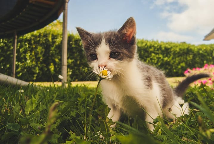 Gato comendo terra? Saiba porque e o que fazer!