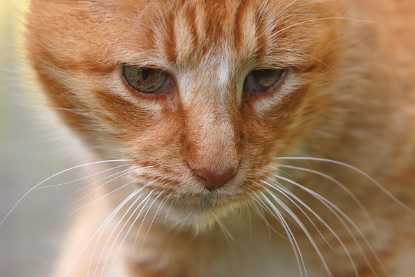 Gato sem apetite: devo levá-lo ao médico veterinário?