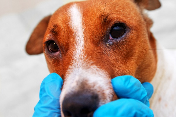 Olho do cachorro lacrimejando: o que fazer?