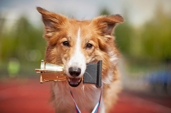Petlove concorre ao Prêmio Ebit Melhores Lojas do E-commerce