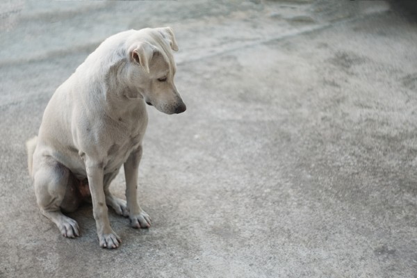 Pets abandonados durante a pandemia cresce 91% em BH
