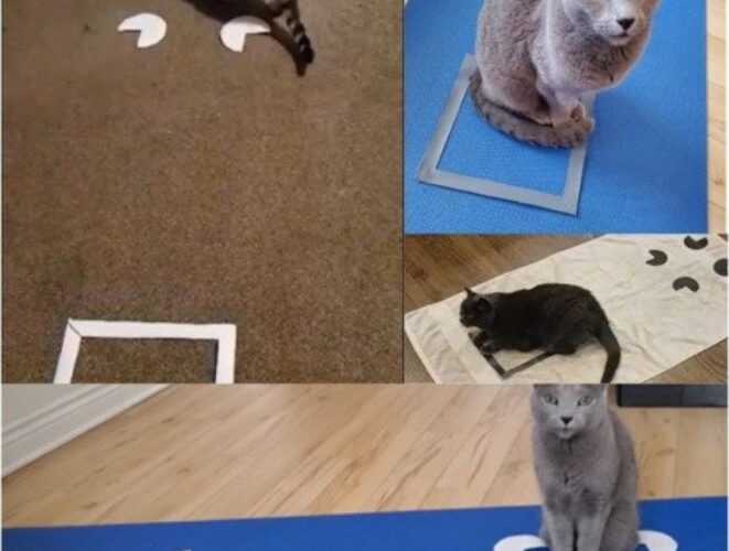 Por que os gatos gostam de caixa? Estudo dá novas pistas