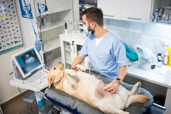 Porque não usar anticoncepcional para cachorro