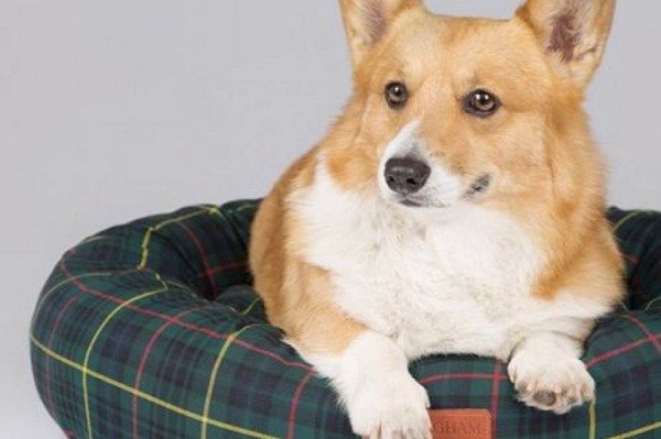Rainha Elizabeth II lança linha de produtos para cachorro