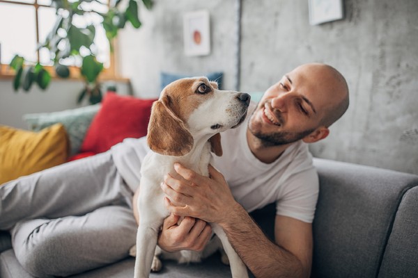 Sete Fatos Sobre o Beagle