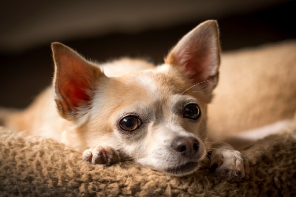Sete fatos sobre o Chihuahua