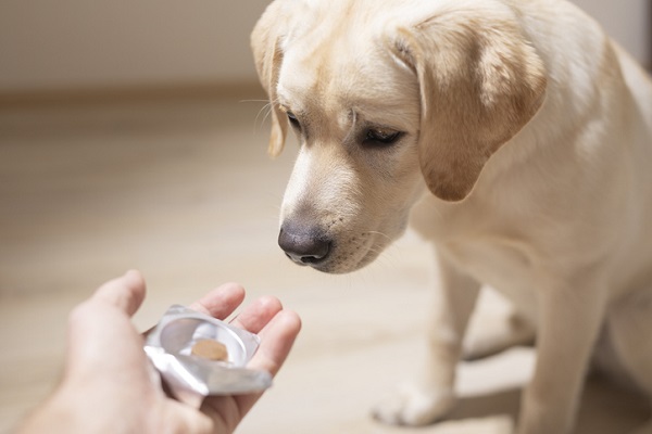 Suplemento para cachorro: entenda quando oferecer!