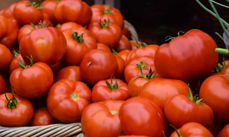 Você já se perguntou se papagaio pode comer tomate?