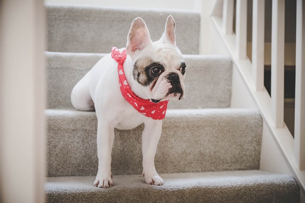 Bandana de cachorro: entenda a utilidade desse acessório