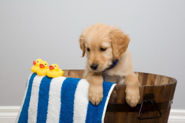 Banho a seco para cachorro filhote