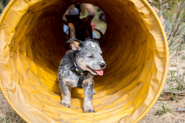 Cachorro Blue Heeler filhote