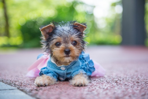 Cachorro Yorkshire filhote