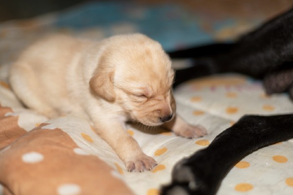 Cachorro labrador filhote