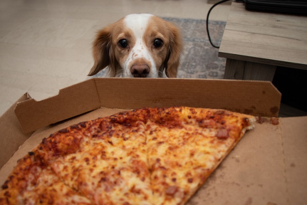 Cachorro pode comer pizza?
