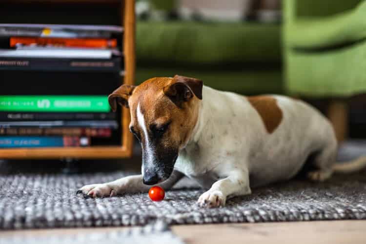 Cachorro pode comer tomate-cereja? Saiba aqui!