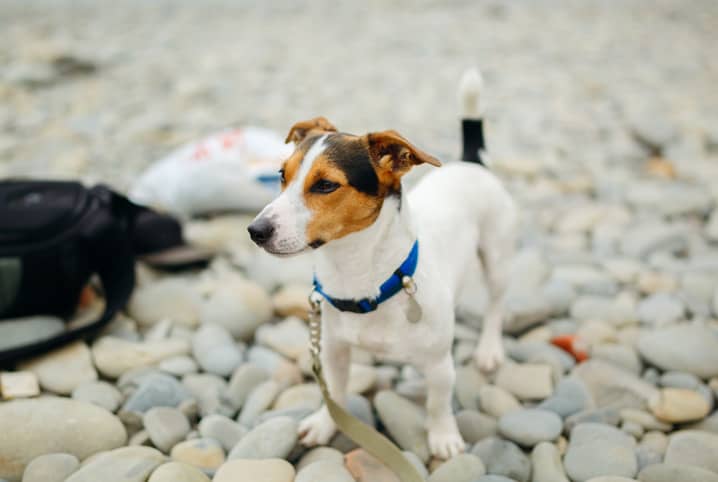 Cachorro precisa passear? Veja a importância