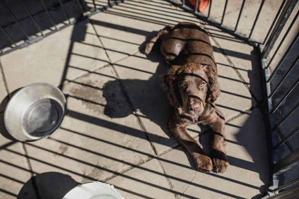 Cercadinho para cachorro filhote