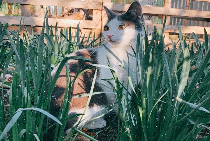 Clorofila para gatos: faz bem para a saúde dos bichanos?