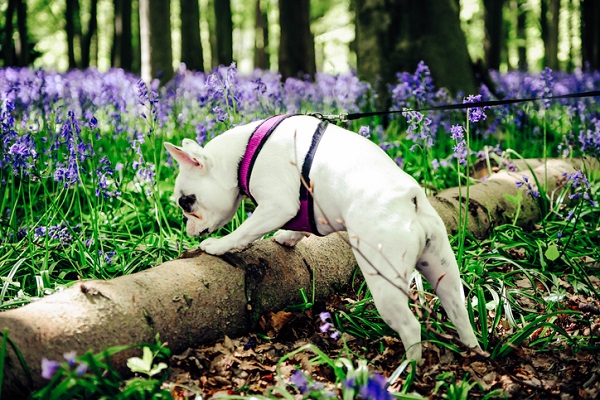Coleira para cachorro filhote
