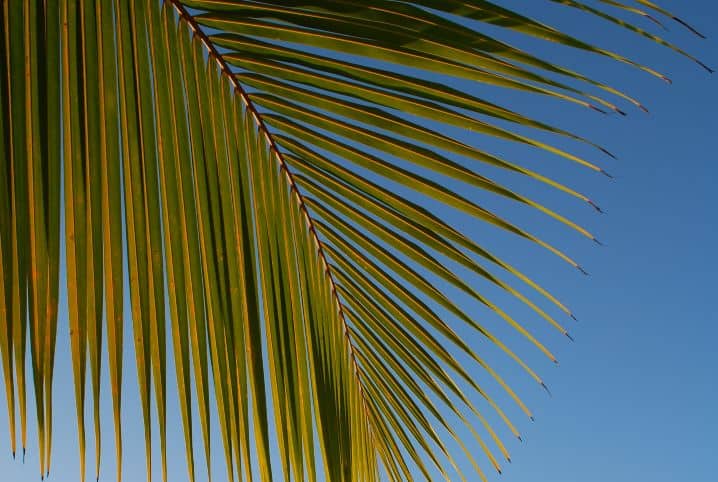 Confira cinco dicas de como cuidar de palmeiras