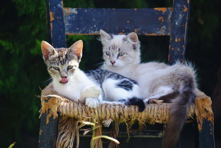 Dois gatos podem usar a mesma caixa de areia?