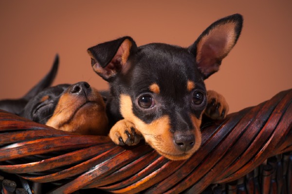 Filhote de cachorro Pinscher