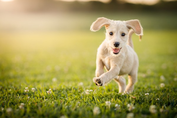 Petlove tem seu primeiro evento de adoção de cães