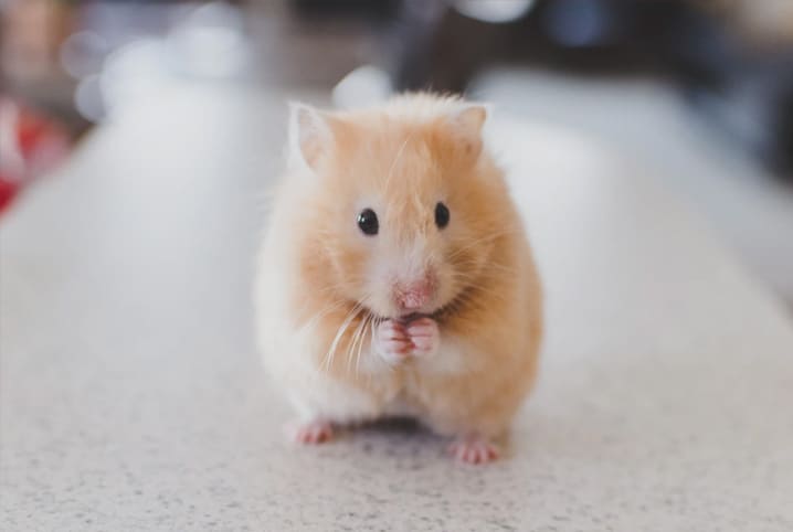 Hamster toma banho? Descubra se esse é um cuidado necessário