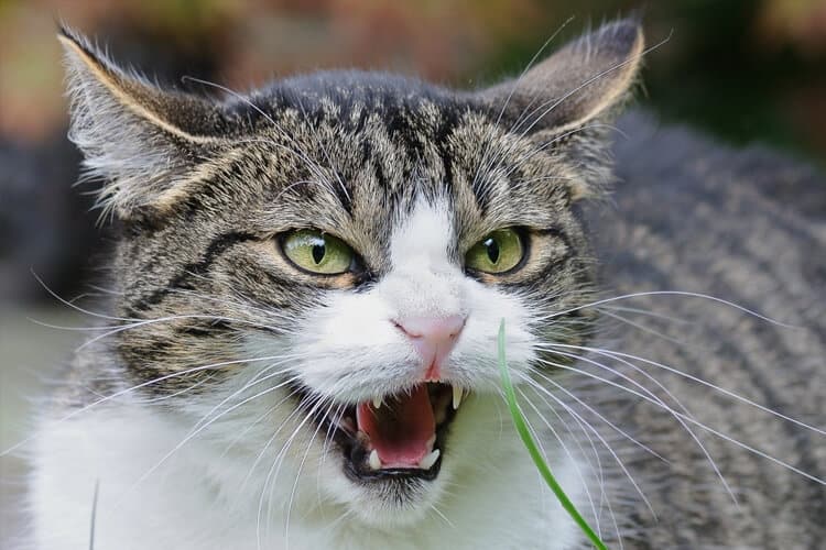 O que é gato semi-feral e qual diferença para o doméstico?