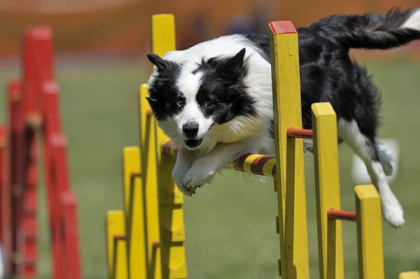 Olimpíadas: conheça cinco esportes caninos