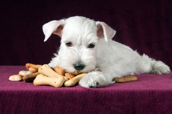 Petisco para cachorro filhote