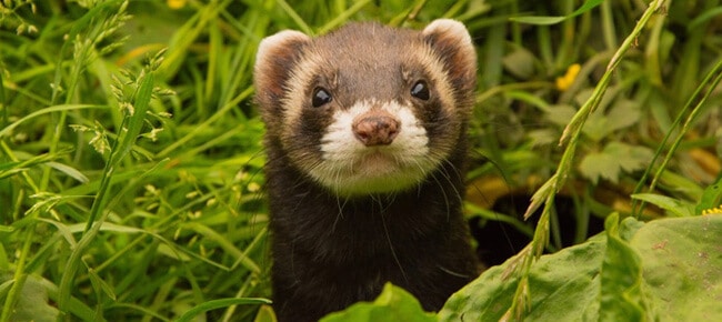 Quiz – Você consegue identificar esses animais exóticos?