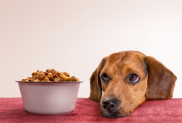 Ração Hill’s para filhote de cachorro