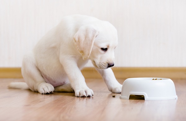 Ração natural para filhote de cachorro