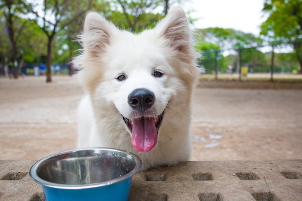 Ração premium para filhote de cachorro