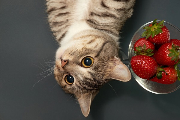 Receita de petisco de morango para gatos