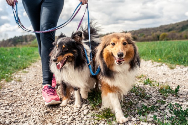 Sete fatos sobre o Collie