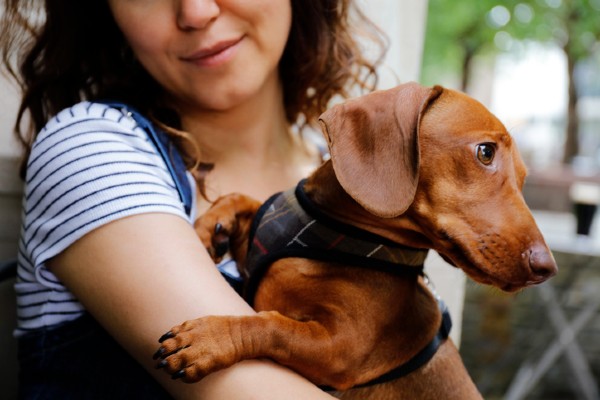 Sete fatos sobre o Dachshund