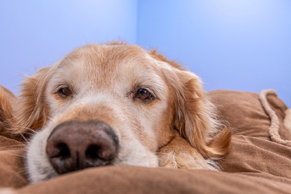 Seu cachorro idoso não consegue ficar em pé?