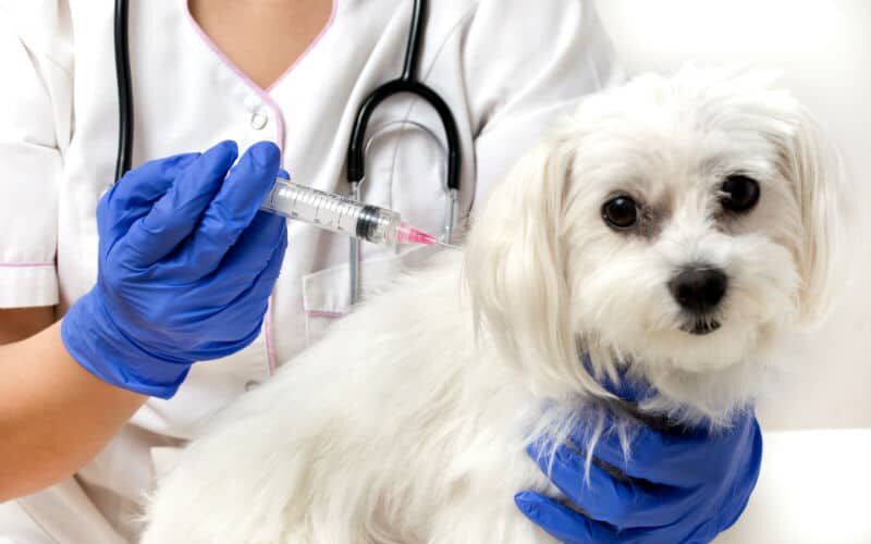 Vacinas para cachorro: veja 7 informações importantes