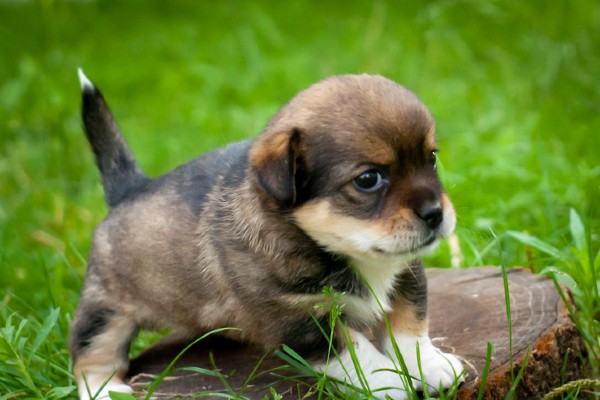 Vermífugo para cães filhotes